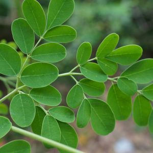 Moringa