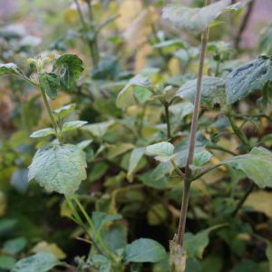 Patchouli